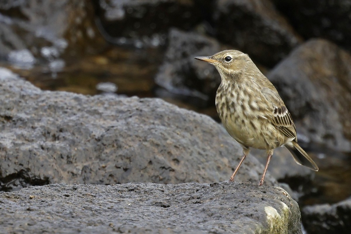 Rock Pipit - ML642972161