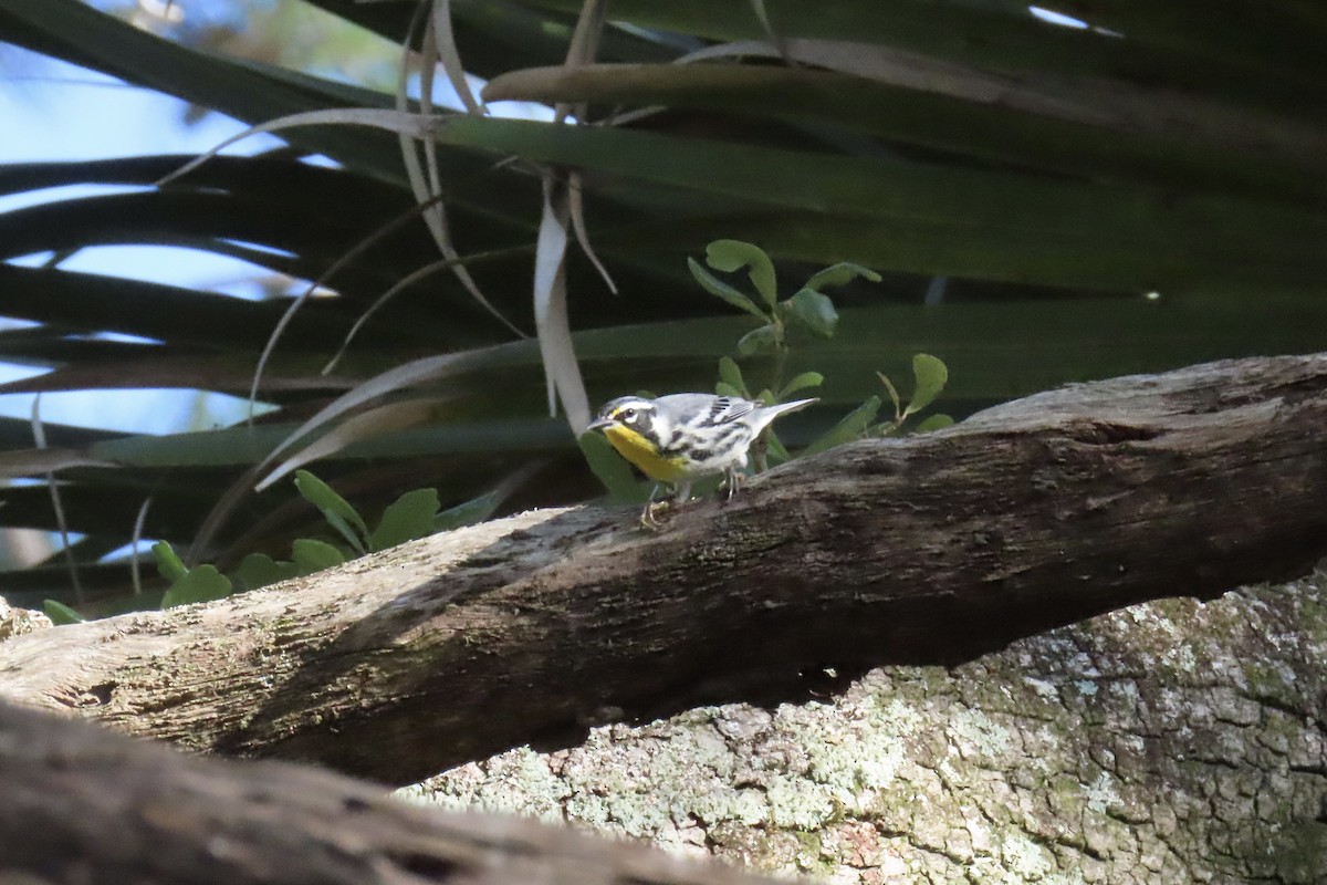 gulstrupeparula - ML642972169