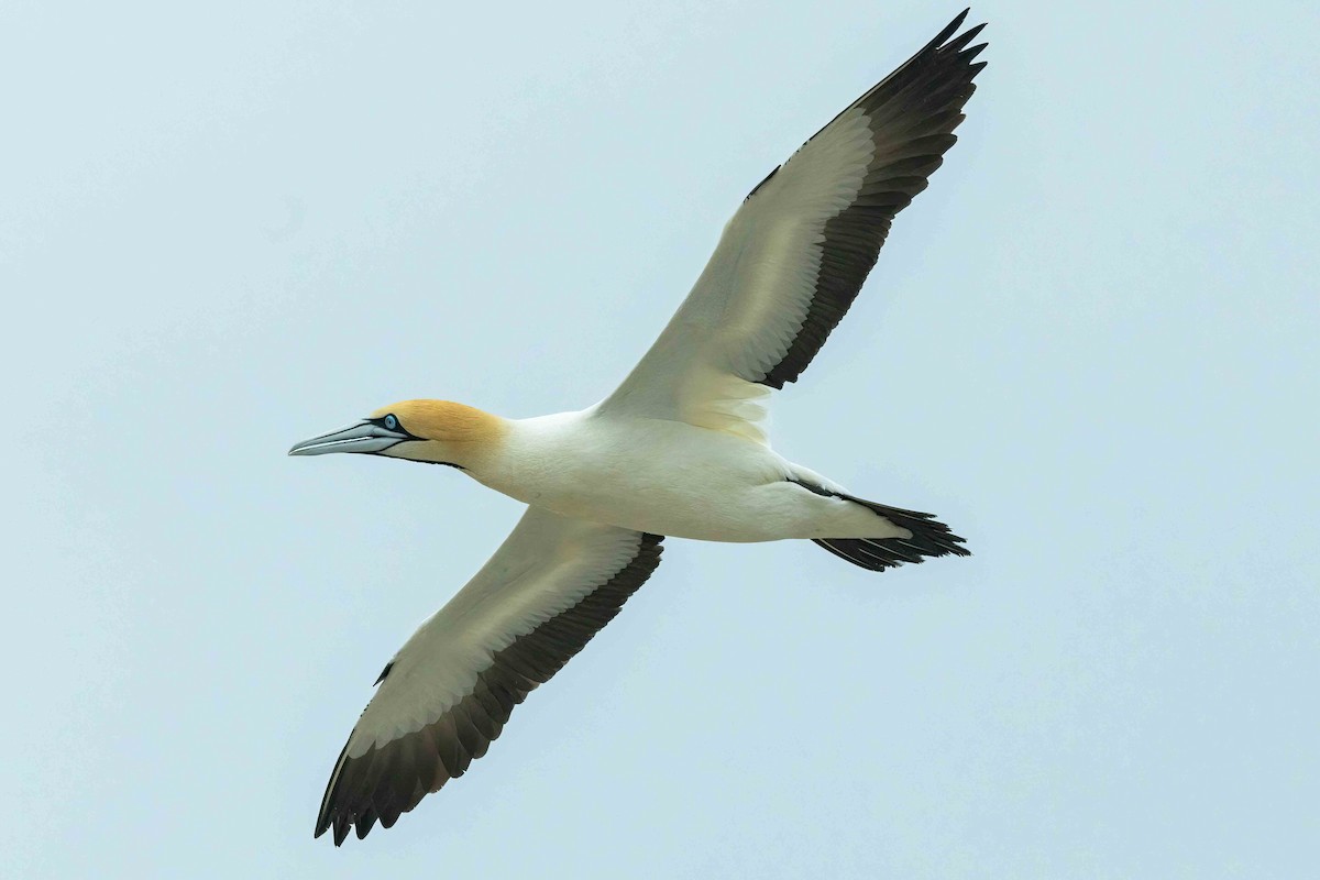 Cape Gannet - ML642972208