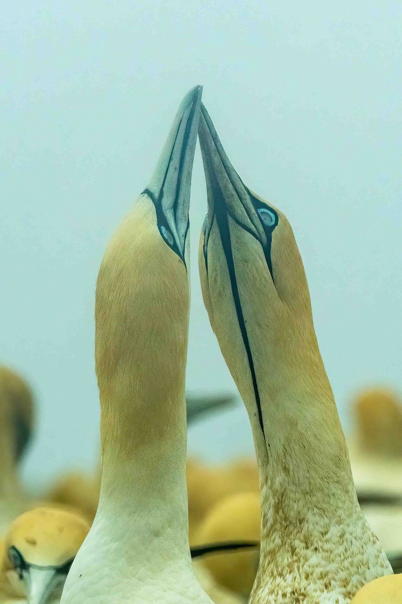 Cape Gannet - ML642972209