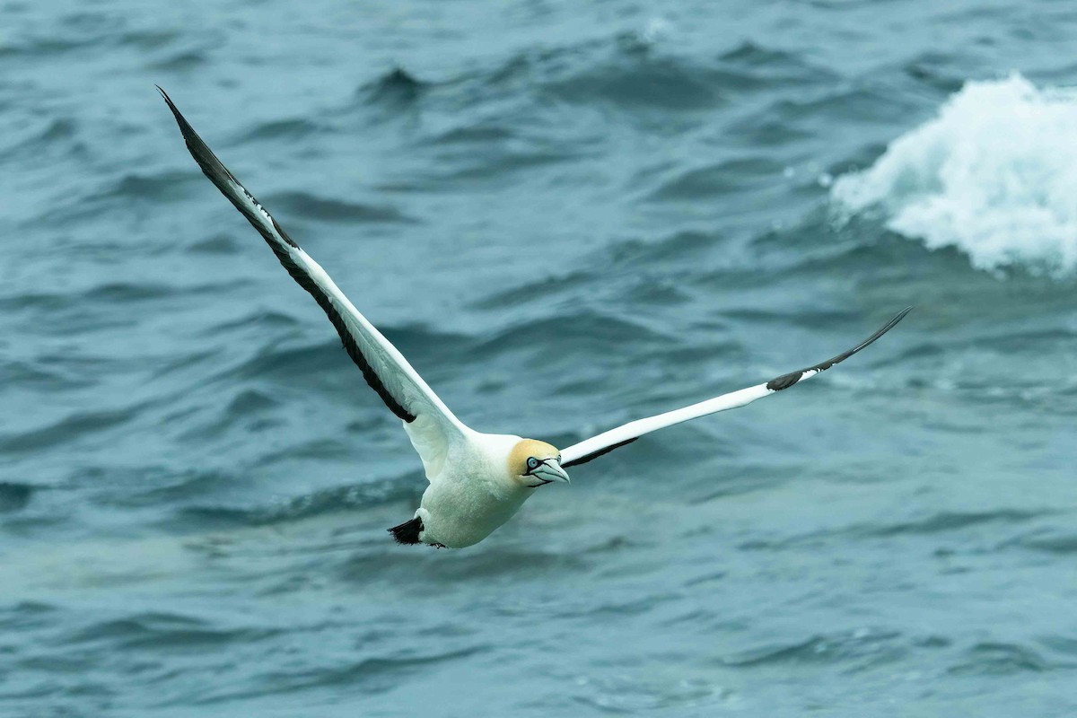 Cape Gannet - ML642972210