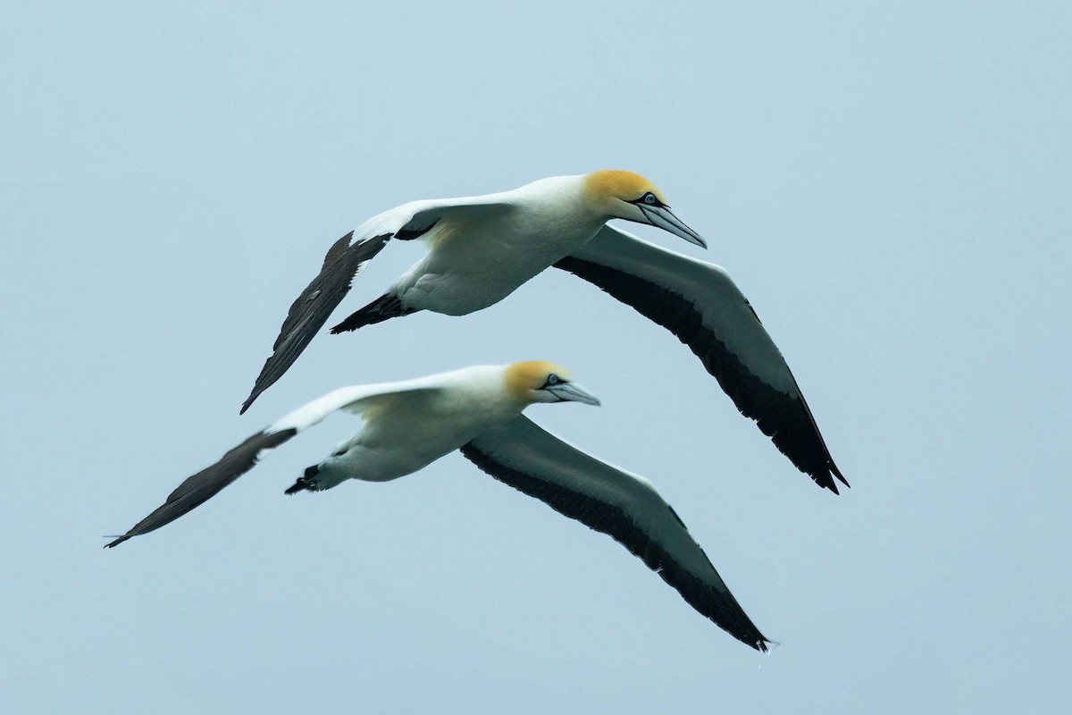 Cape Gannet - ML642972211