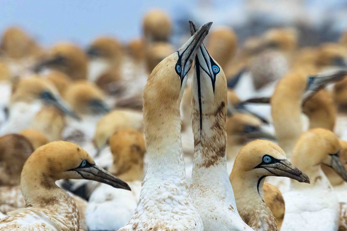 Cape Gannet - ML642972212