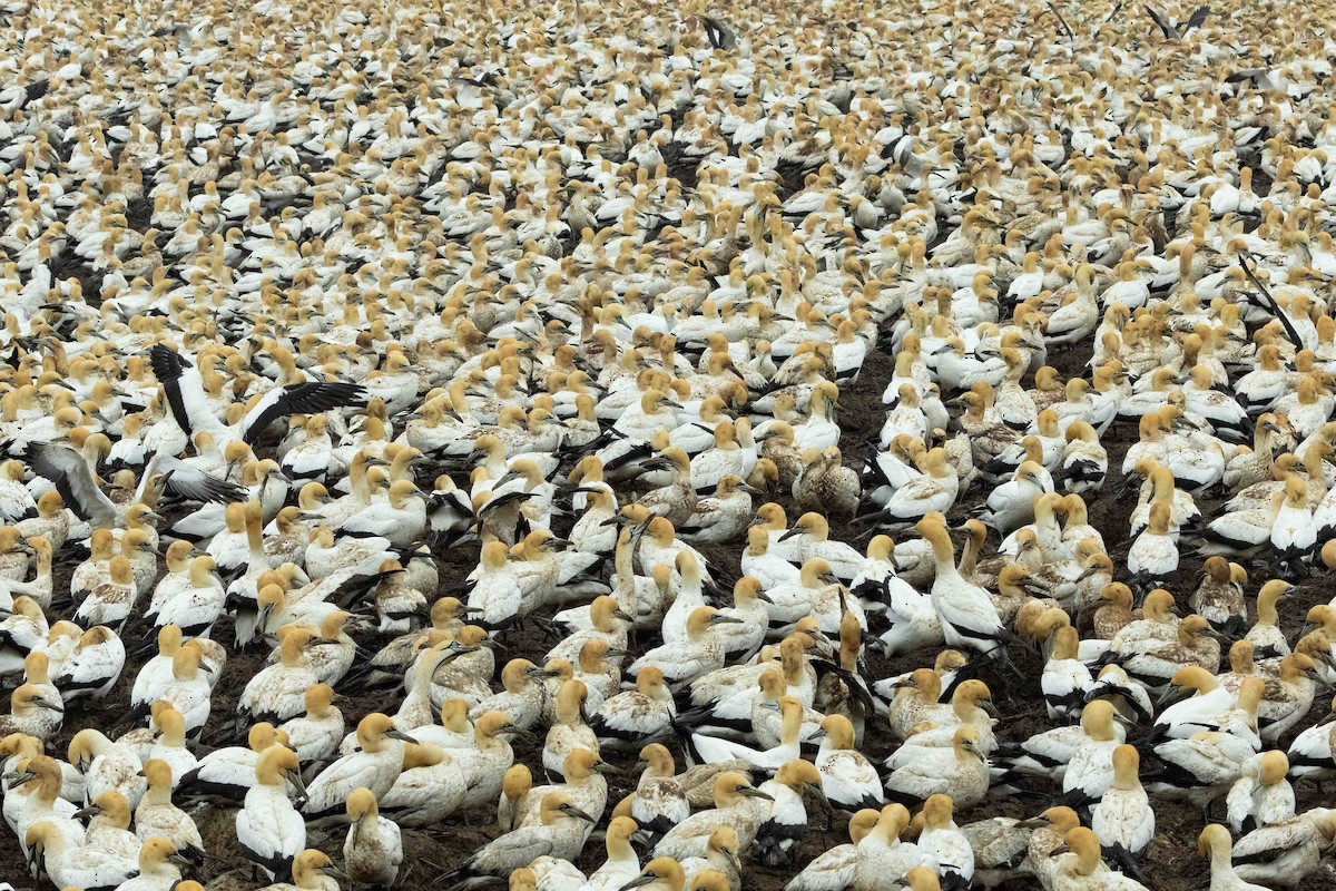 Cape Gannet - ML642972213