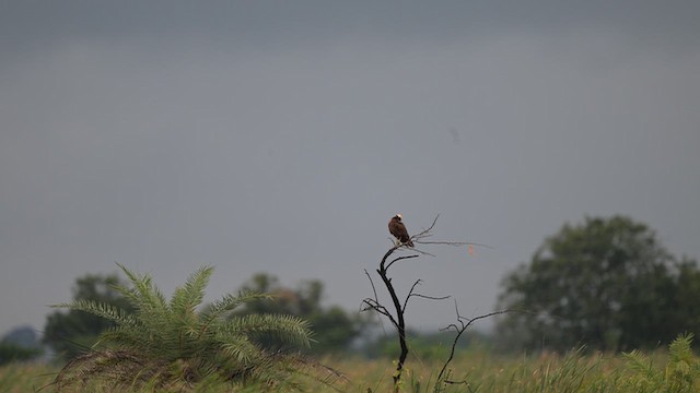 Western Marsh Harrier - ML642972246