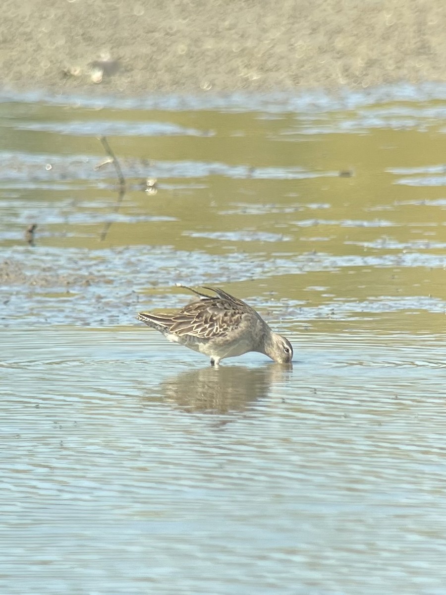 Long-billed Dowitcher - ML642972248