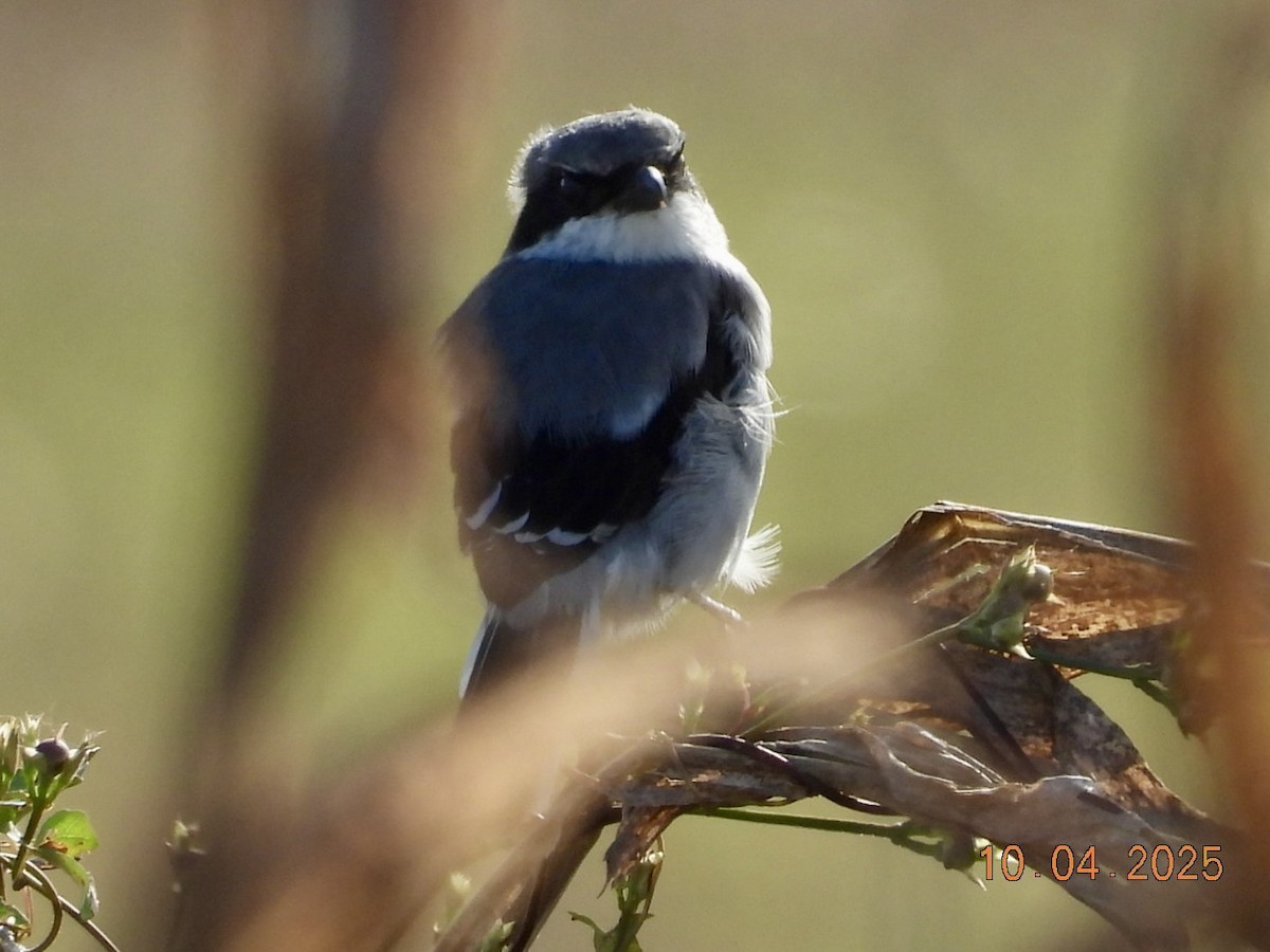 Loggerhead Shrike - ML642972290