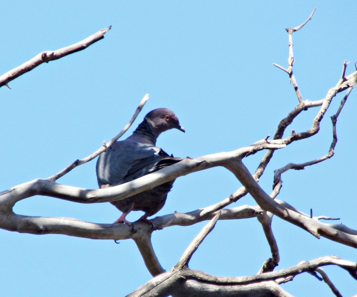 Chilean Pigeon - ML642972351
