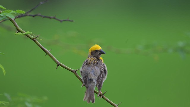 Baya Weaver - ML642972358