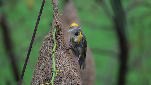 Baya Weaver - ML642972360