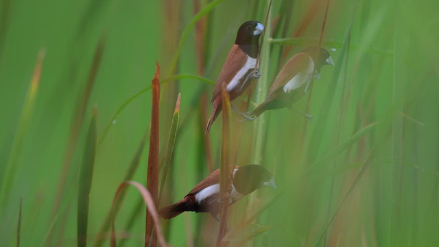 Tricolored Munia - ML642972372