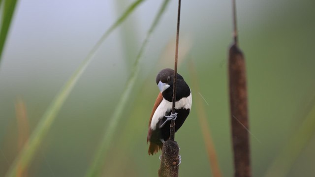 Tricolored Munia - ML642972375