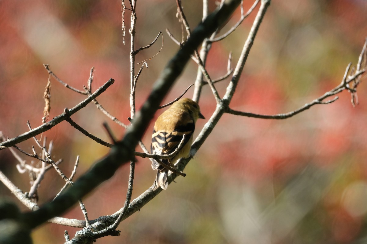 American Goldfinch - ML642972385