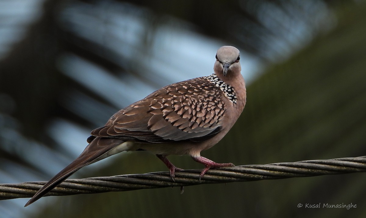 Spotted Dove - ML642972386