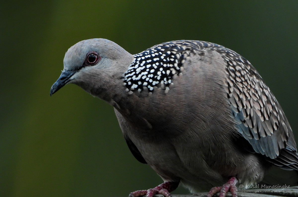 Spotted Dove - ML642972390