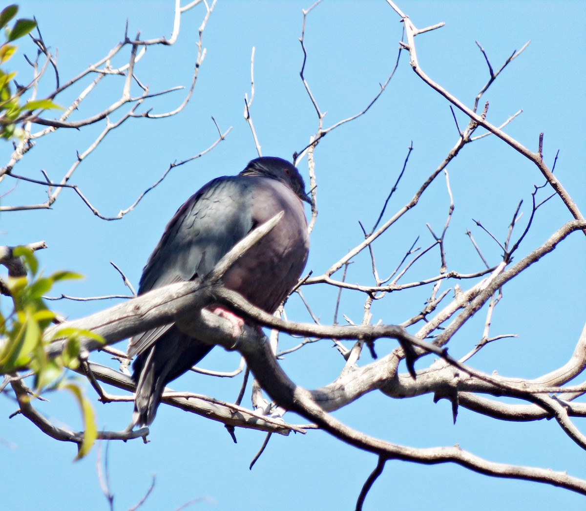 Chilean Pigeon - ML642972428