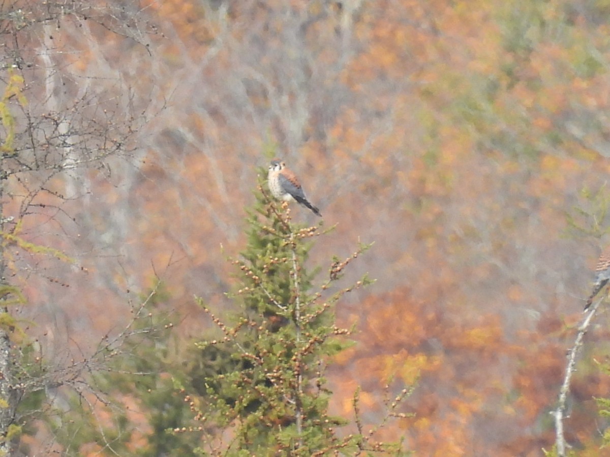 American Kestrel - ML642972435