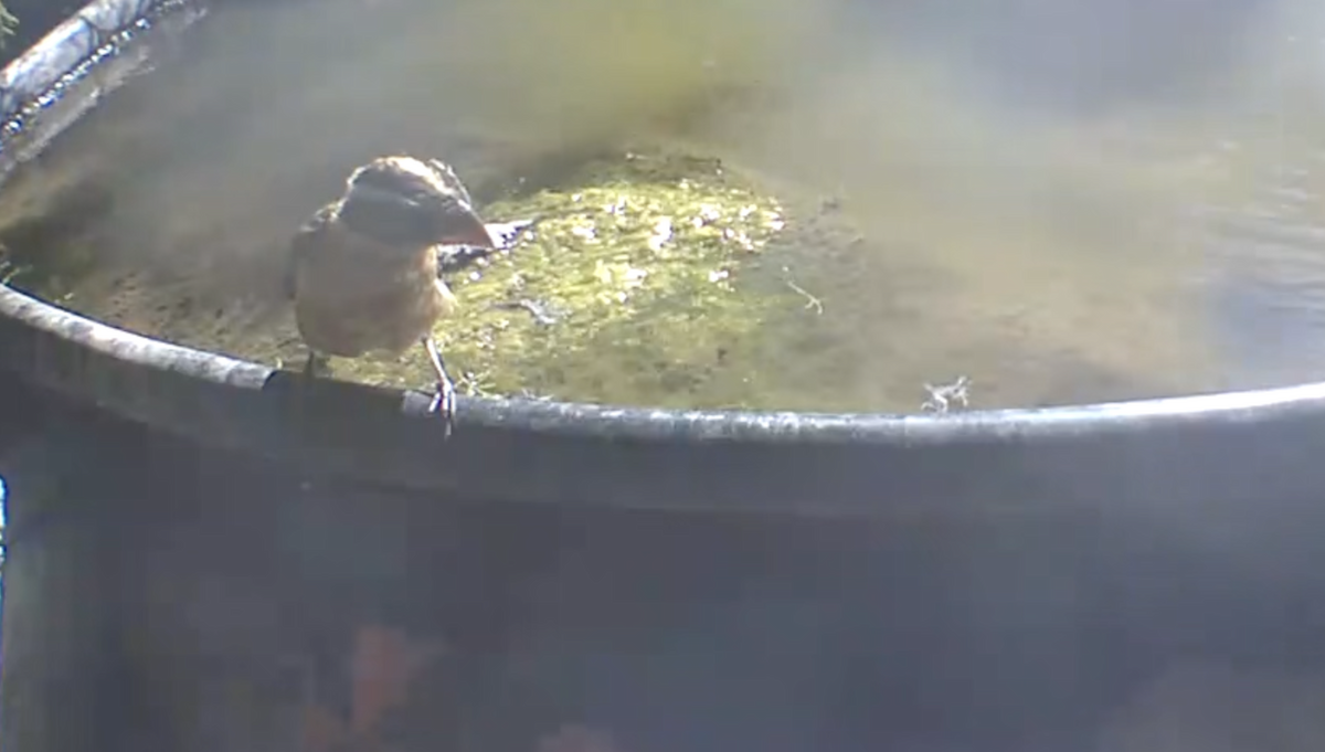 Black-headed Grosbeak - ML642972454