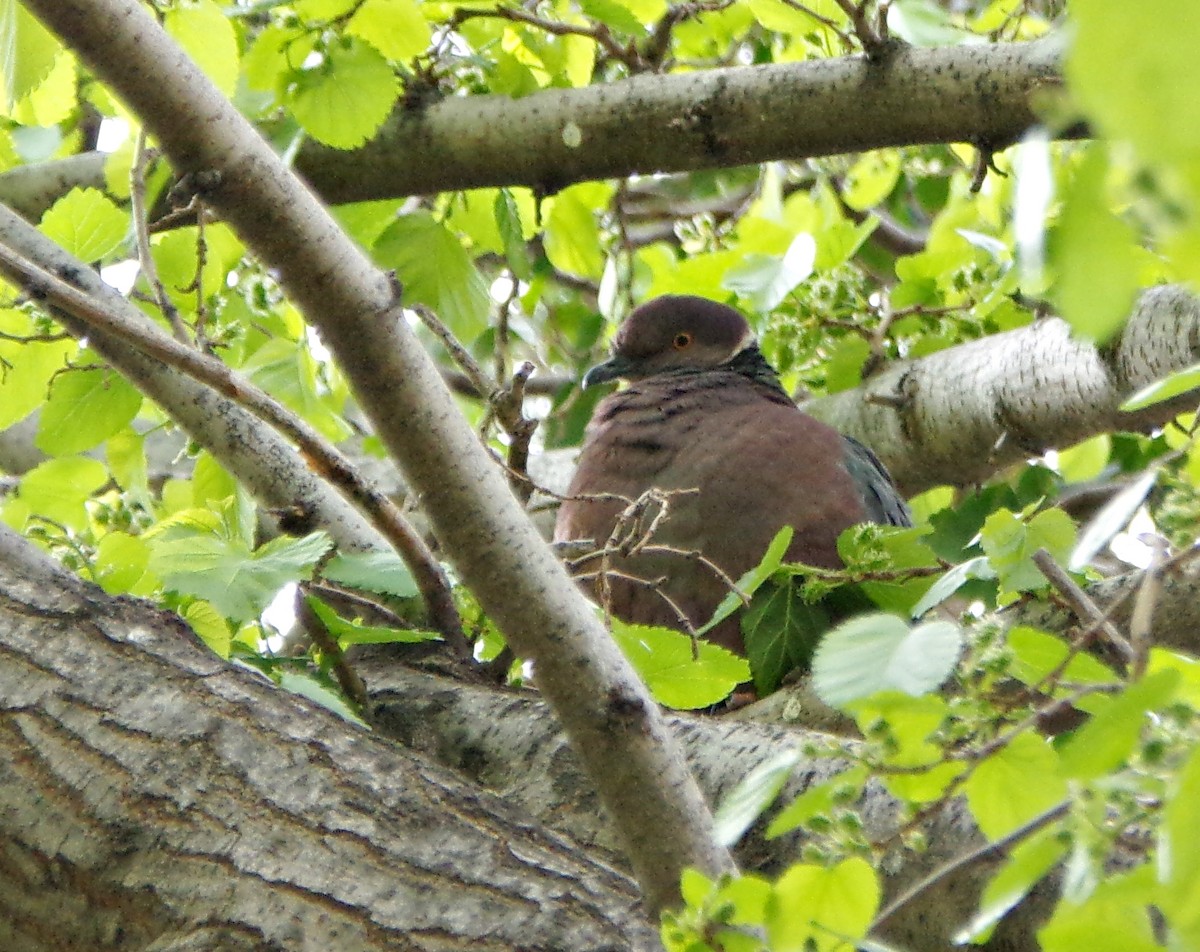 Chilean Pigeon - ML642972466