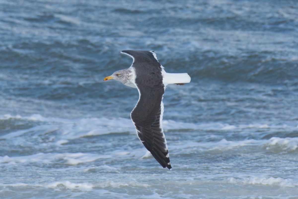 Lesser Black-backed Gull - ML642972467