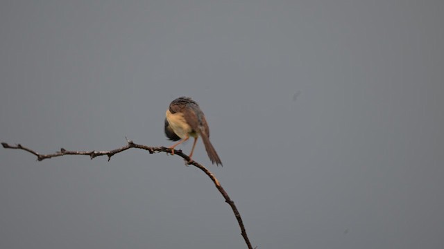 Ashy Prinia - ML642972472