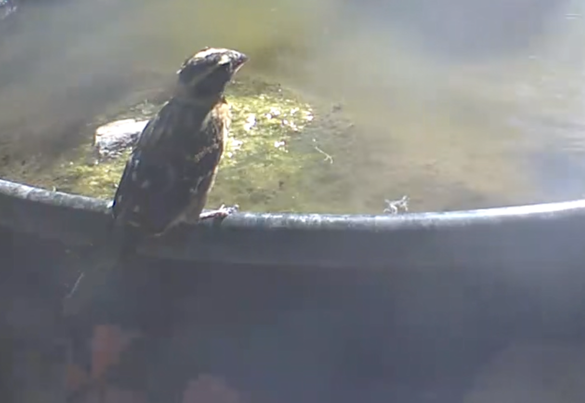 Black-headed Grosbeak - ML642972506
