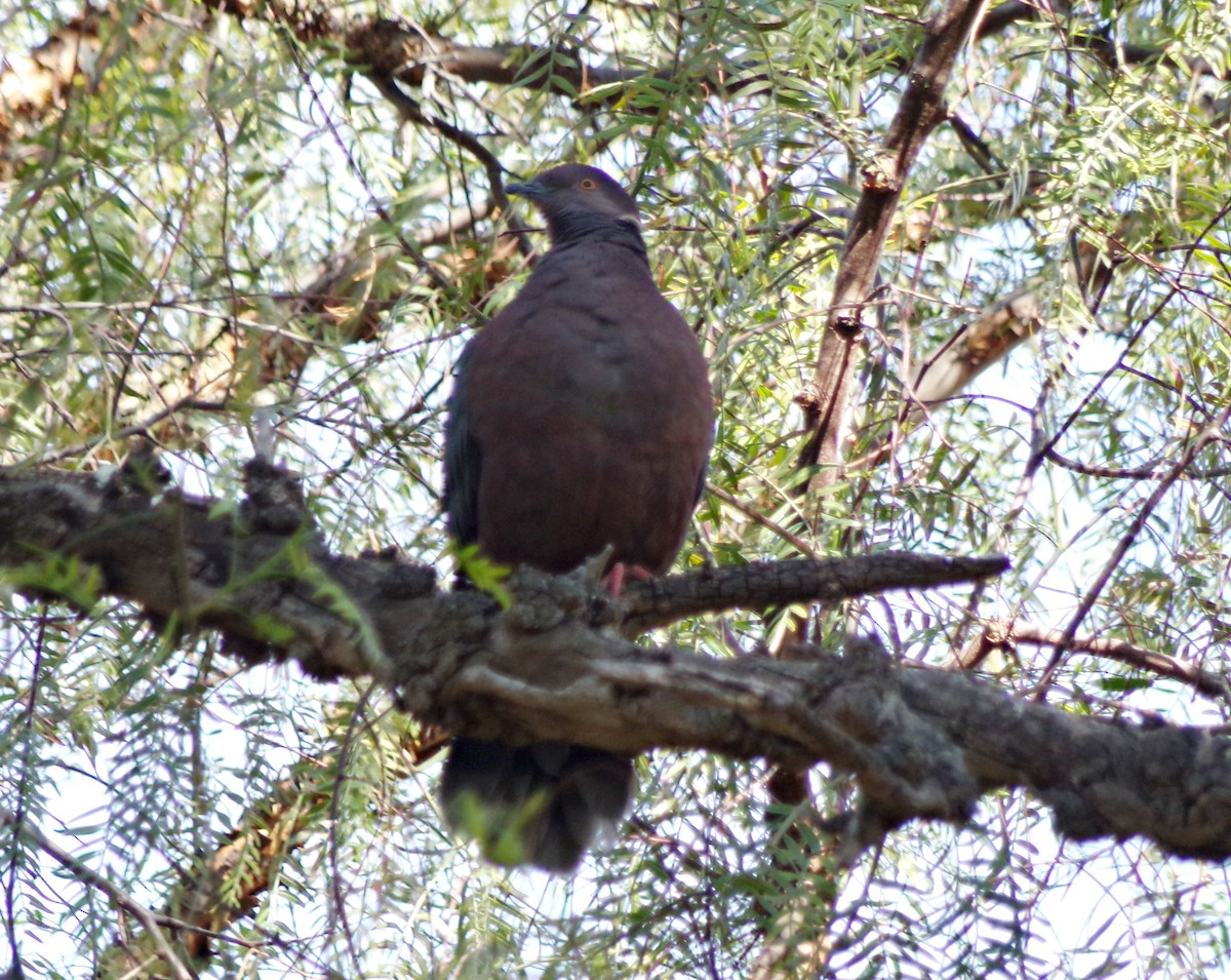 Chilean Pigeon - ML642972508