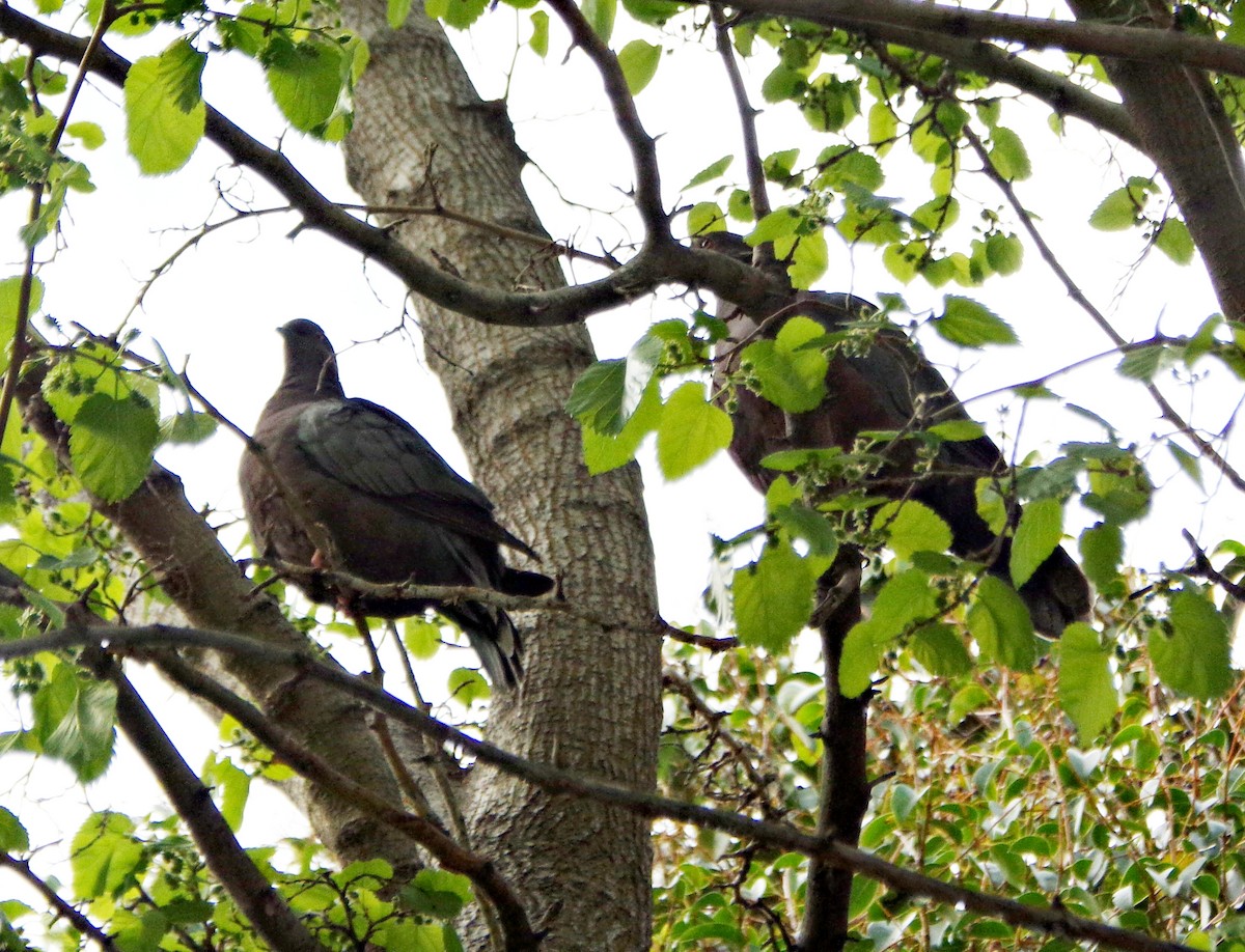 Chilean Pigeon - ML642972527