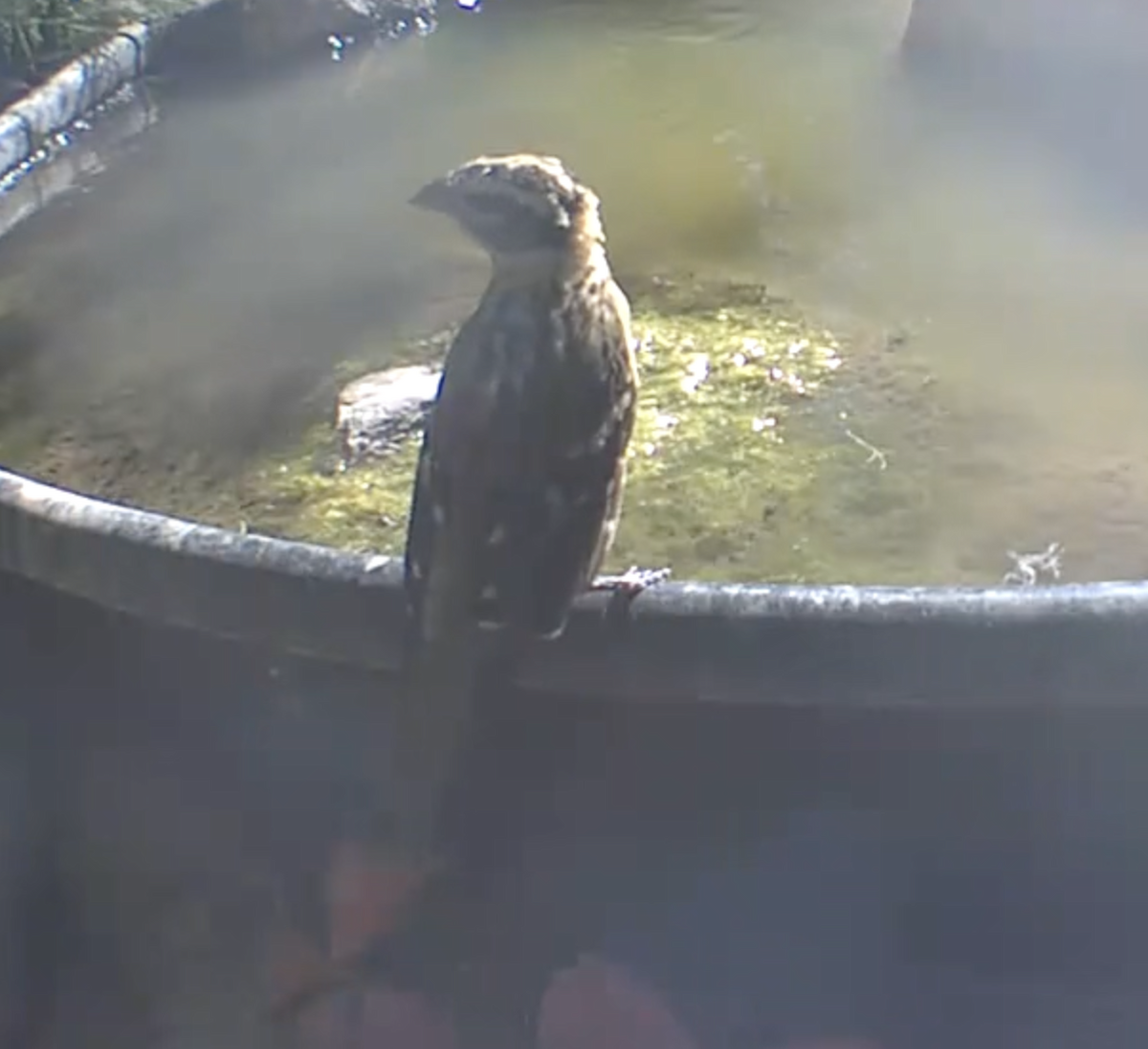 Black-headed Grosbeak - ML642972528