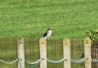 Iberian Gray Shrike - ML642972553