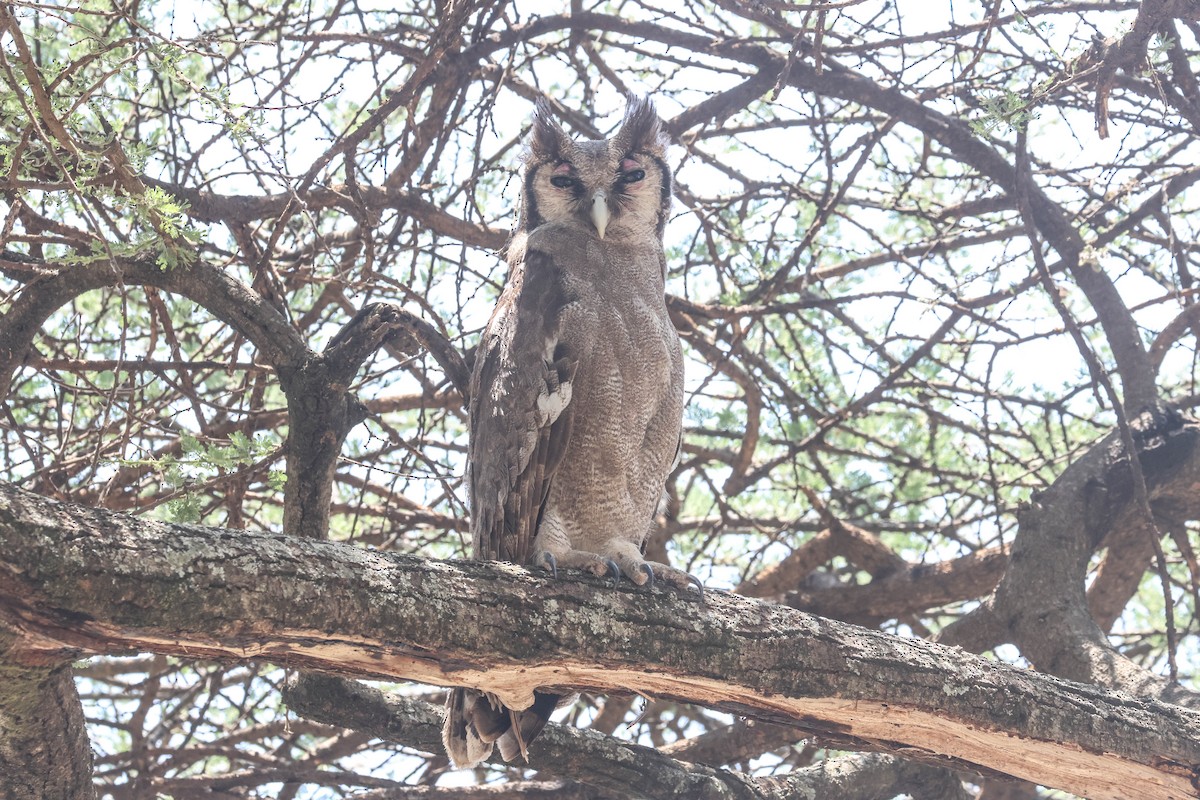 Búho Lechoso - ML642972583