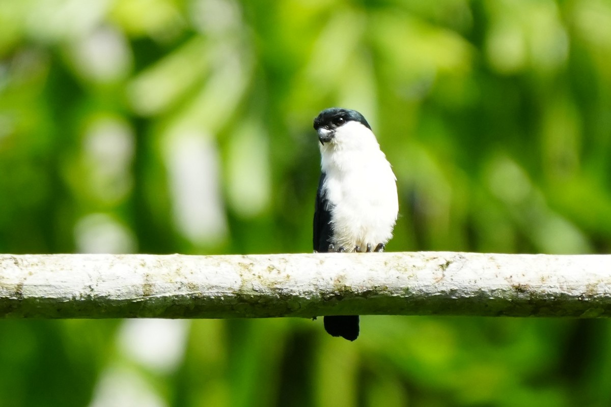 Philippine Falconet - ML642972606