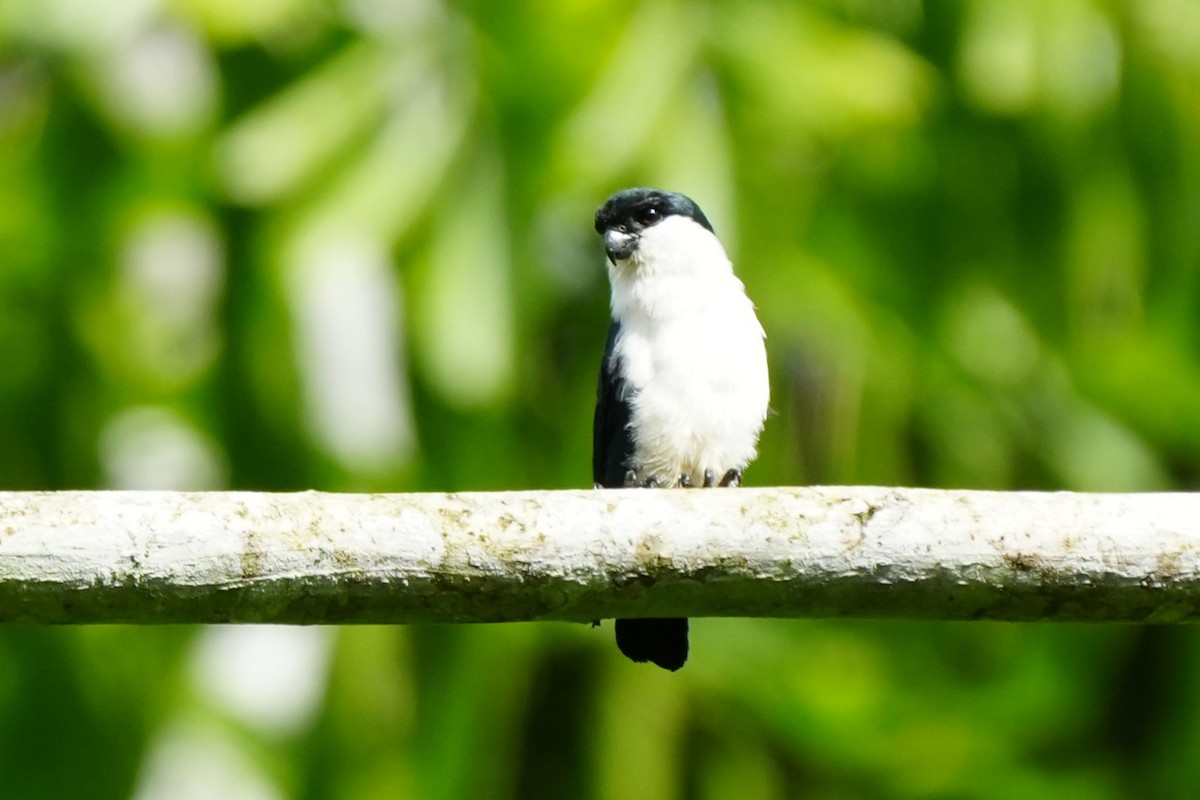 Philippine Falconet - ML642972607