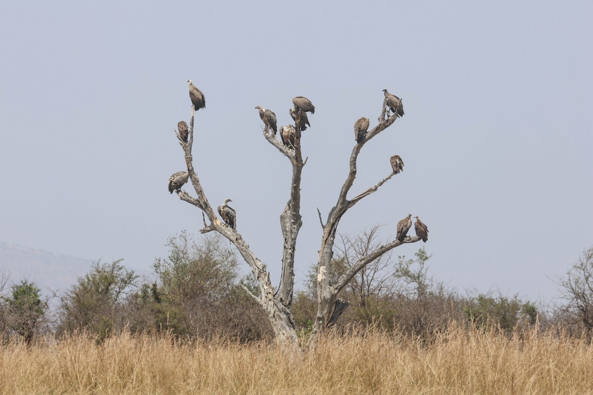 Buitre Moteado - ML642972618