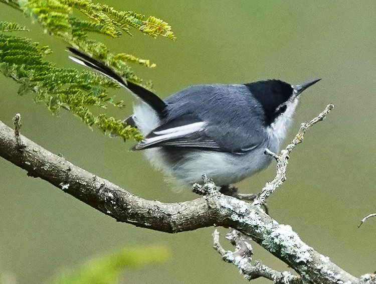 Marañon Gnatcatcher - ML642972619