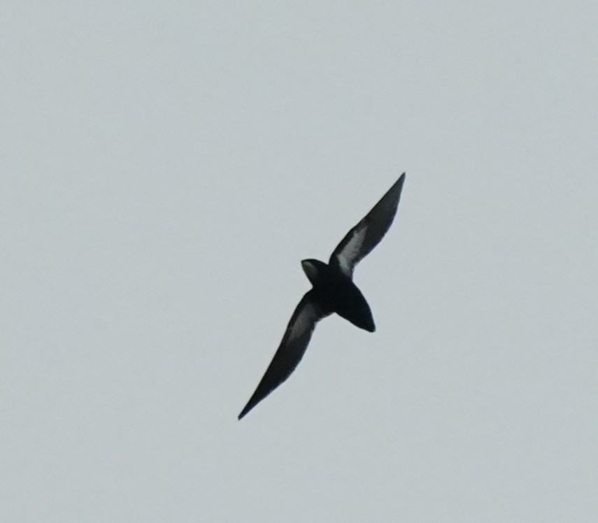Philippine Spinetail - ML642972648