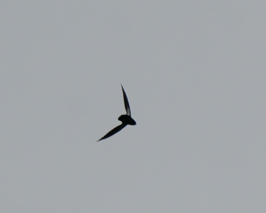 Philippine Spinetail - ML642972649