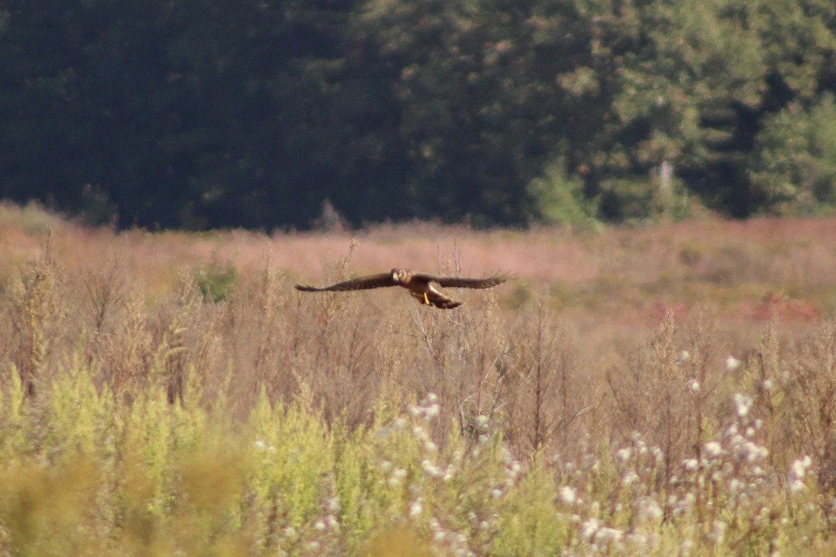 Northern Harrier - ML642972665