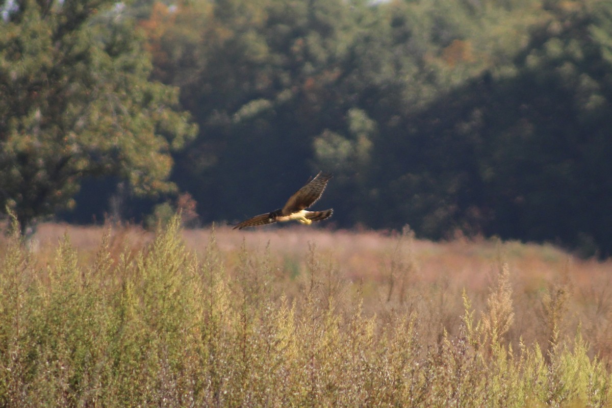 Northern Harrier - ML642972666