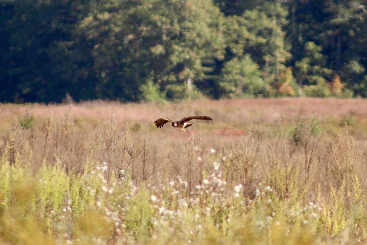 Northern Harrier - ML642972667