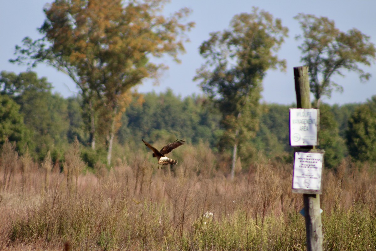 Northern Harrier - ML642972668