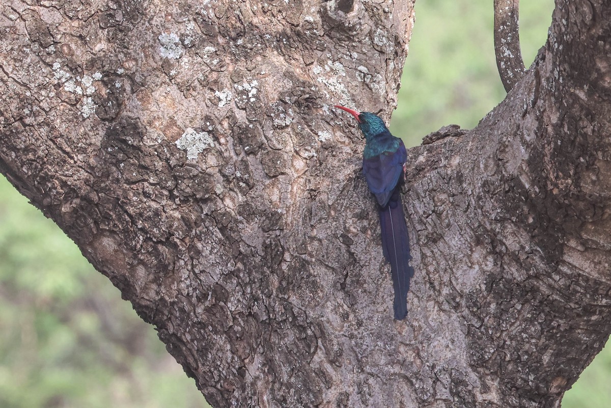 Green Woodhoopoe - ML642972669