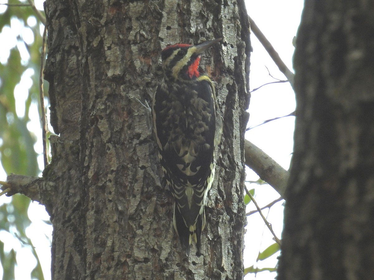 Yellow-bellied Sapsucker - ML642972676