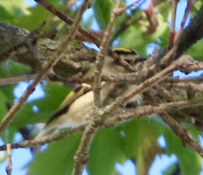 Golden-crowned Kinglet - ML642972685