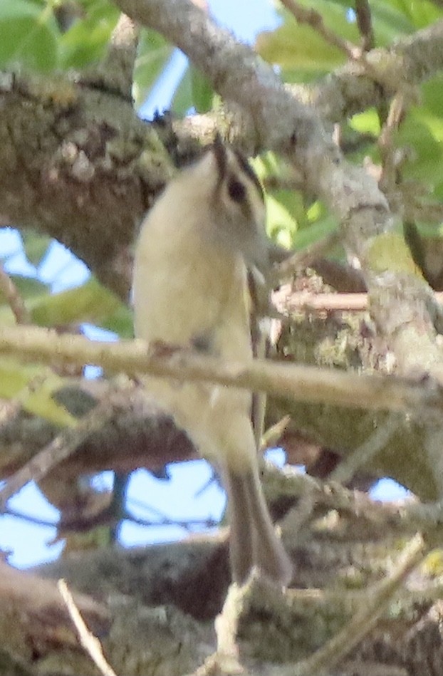 Golden-crowned Kinglet - ML642972686