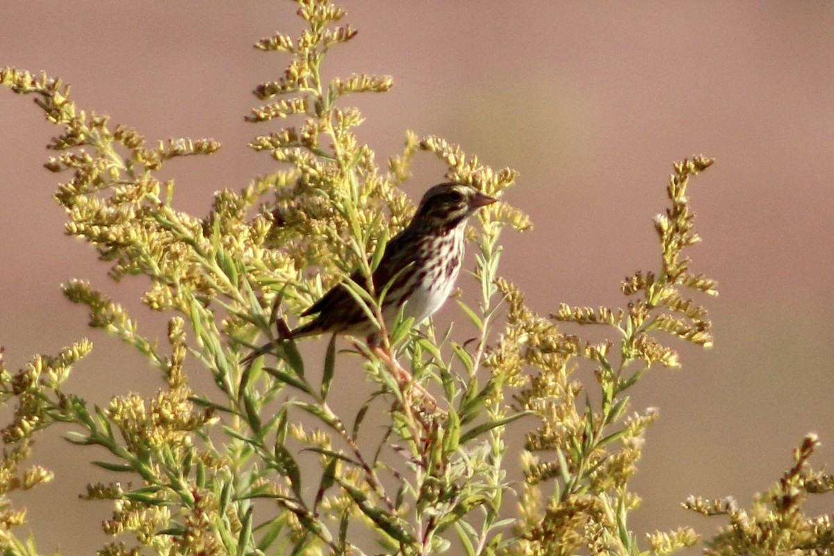 Savannah Sparrow - ML642972699