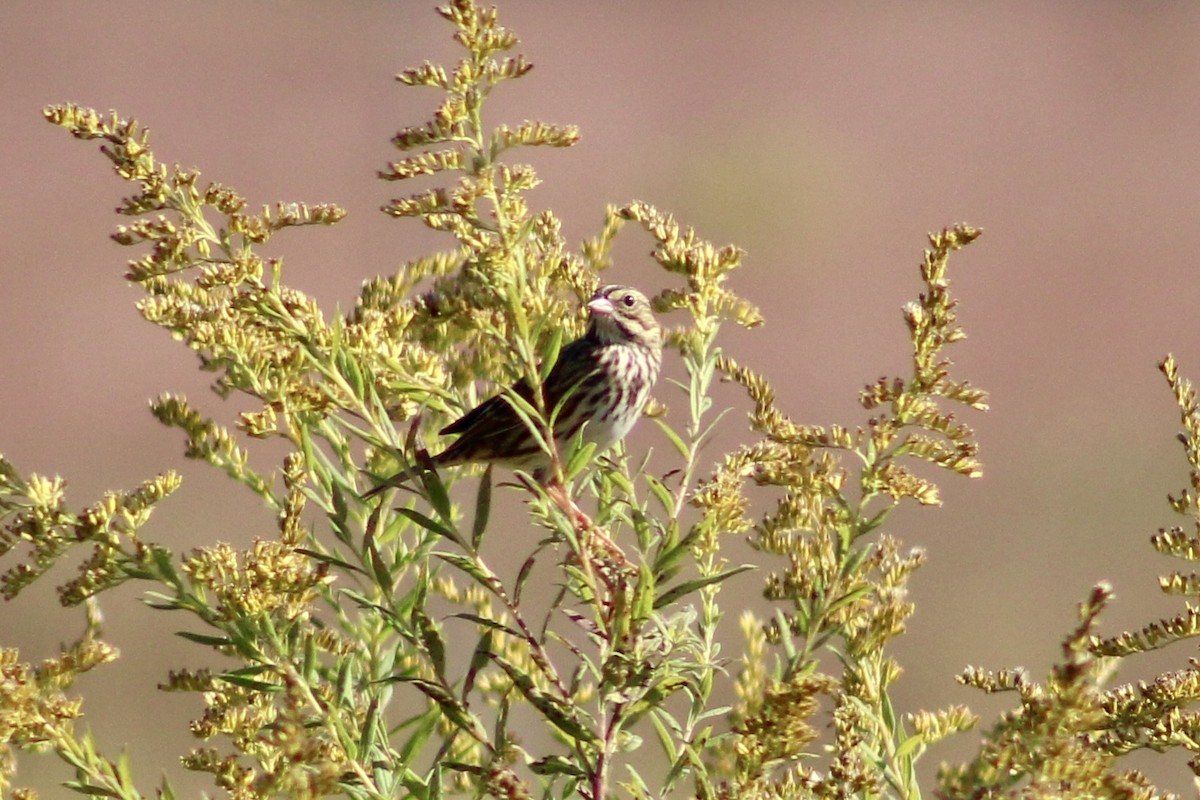 Savannah Sparrow - ML642972700
