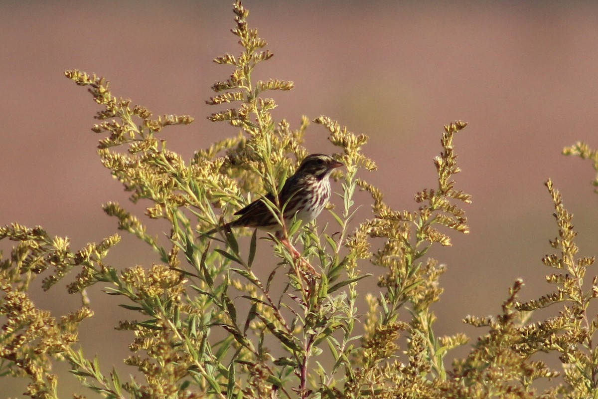 Savannah Sparrow - ML642972701