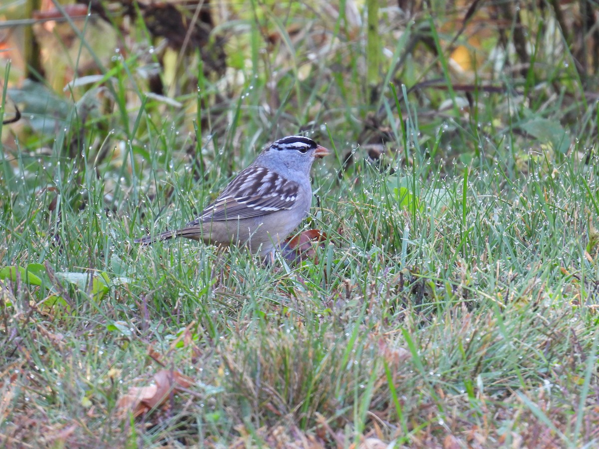 White-crowned Sparrow - ML642972702