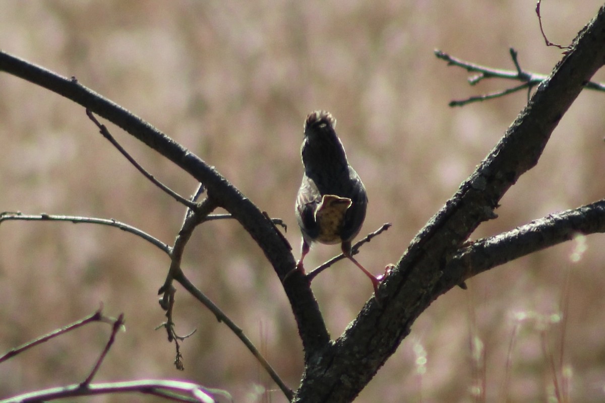 Lincoln's Sparrow - ML642972712